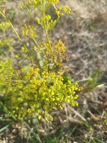 wild parsnip