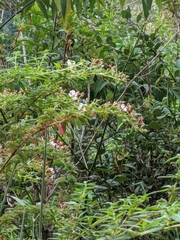 Monochaetum floribundum