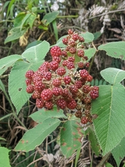 Rubus adenotrichos