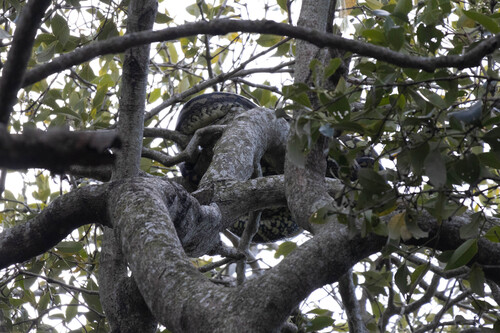 Coastal Carpet Python sighting