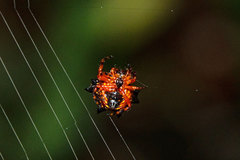 Gasteracantha cancriformis