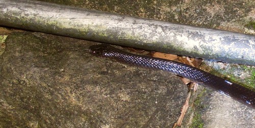 Ceylon Krait