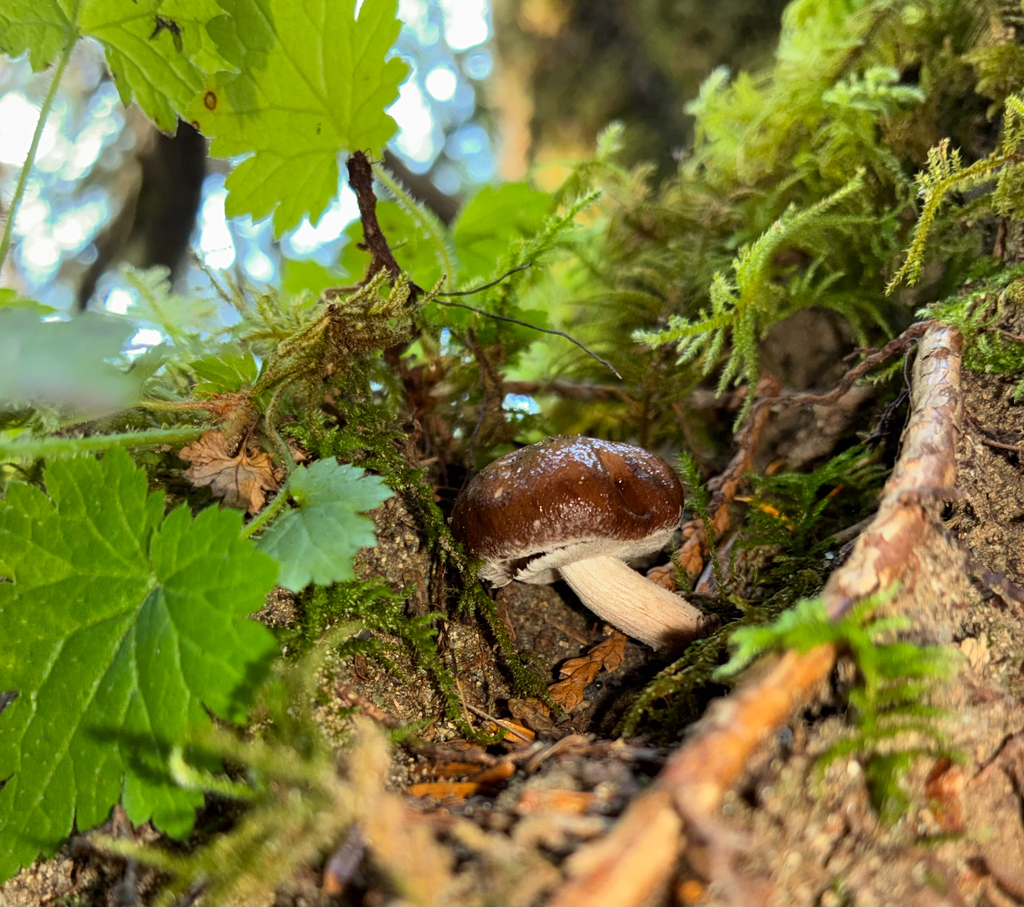 Cyclocybe sp. 'erebia-IN01'