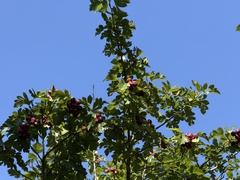 Aubépine De Chine (Crataegus pinnatifida)