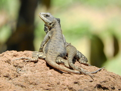 Tropidurus torquatus