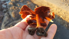 Constantinea simplex