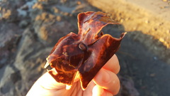 Constantinea simplex