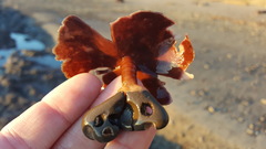 Constantinea simplex