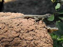 Tropidurus torquatus