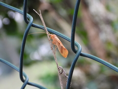 Limnephilus rhombicus