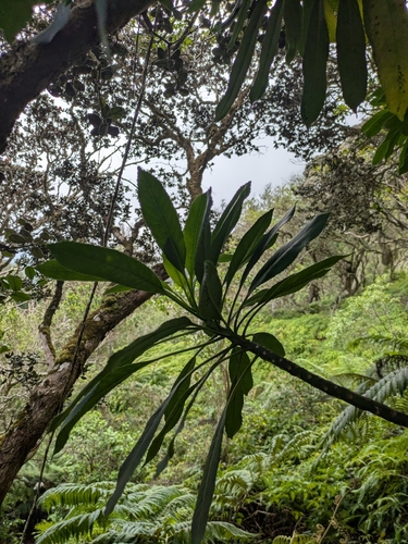 Clermontia oblongifolia, 2025-09-09