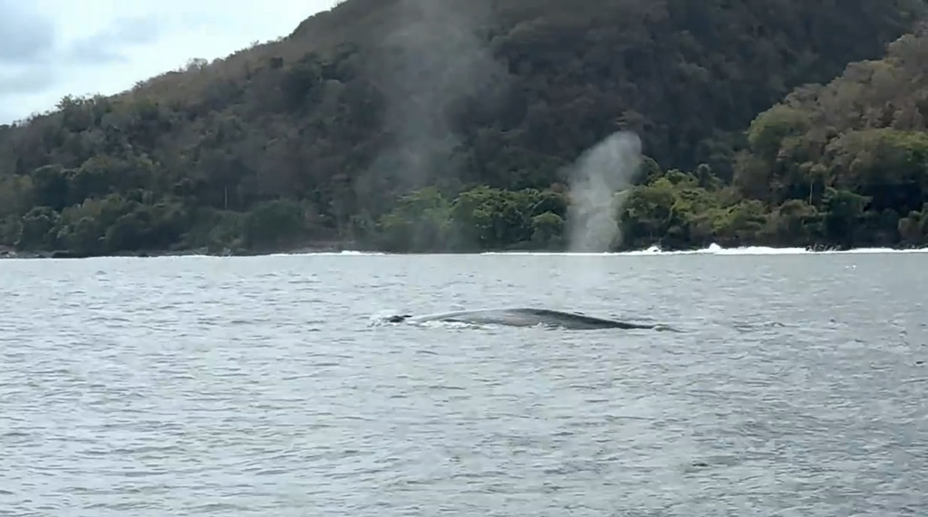 Blue whale spouting in the Banda Sea