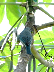 Thraupis sayaca
