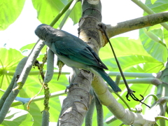 Thraupis sayaca