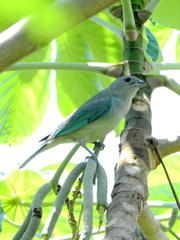 Thraupis sayaca
