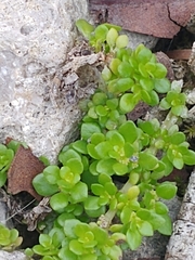 Pilea microphylla image