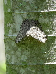 Hamadryas februa