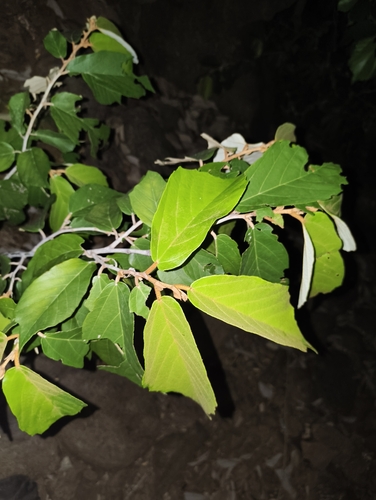 Pterospermum xylocarpum