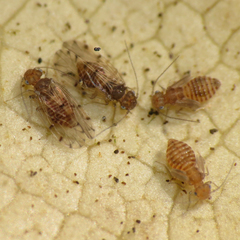 Ectopsocus meridionalis