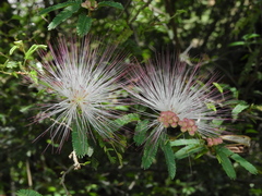 Calliandra