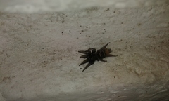 Latonigena auricomis
