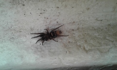 Latonigena auricomis