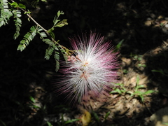 Calliandra