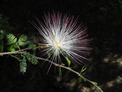 Calliandra