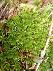 Polytrichum longisetum