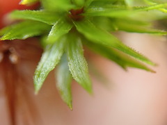 Polytrichum longisetum