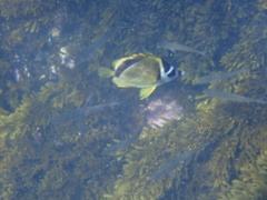 Johnrandallia nigrirostris