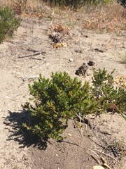 Pultenaea tenuifolia
