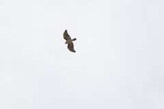 Buteo jamaicensis fuertesi
