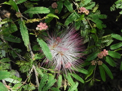 Calliandra