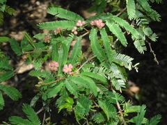 Calliandra