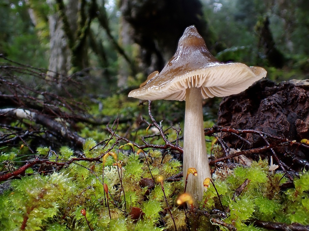 Entoloma brevispermum
