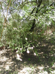 Calliandra