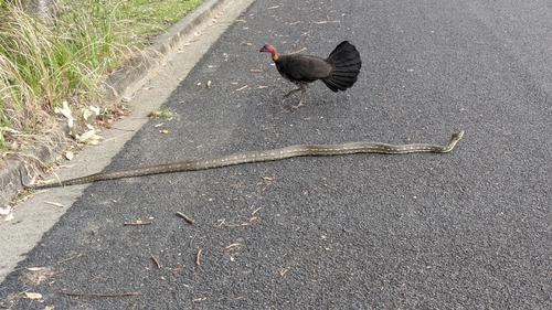 Coastal Carpet Python sighting
