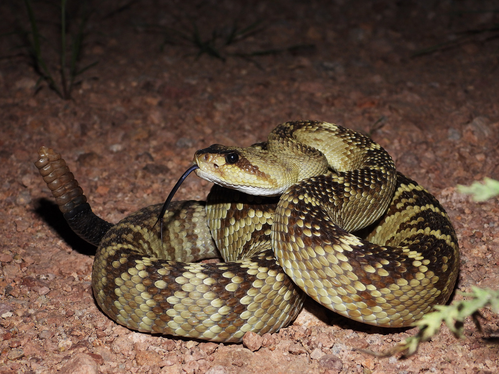 Black-Tailed Rattlesnake