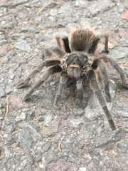 Dugesiella anitahoffmannae