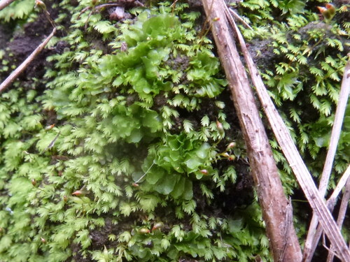 Fissidens taylorii observed 2025-09-05