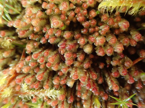 Scapania americana