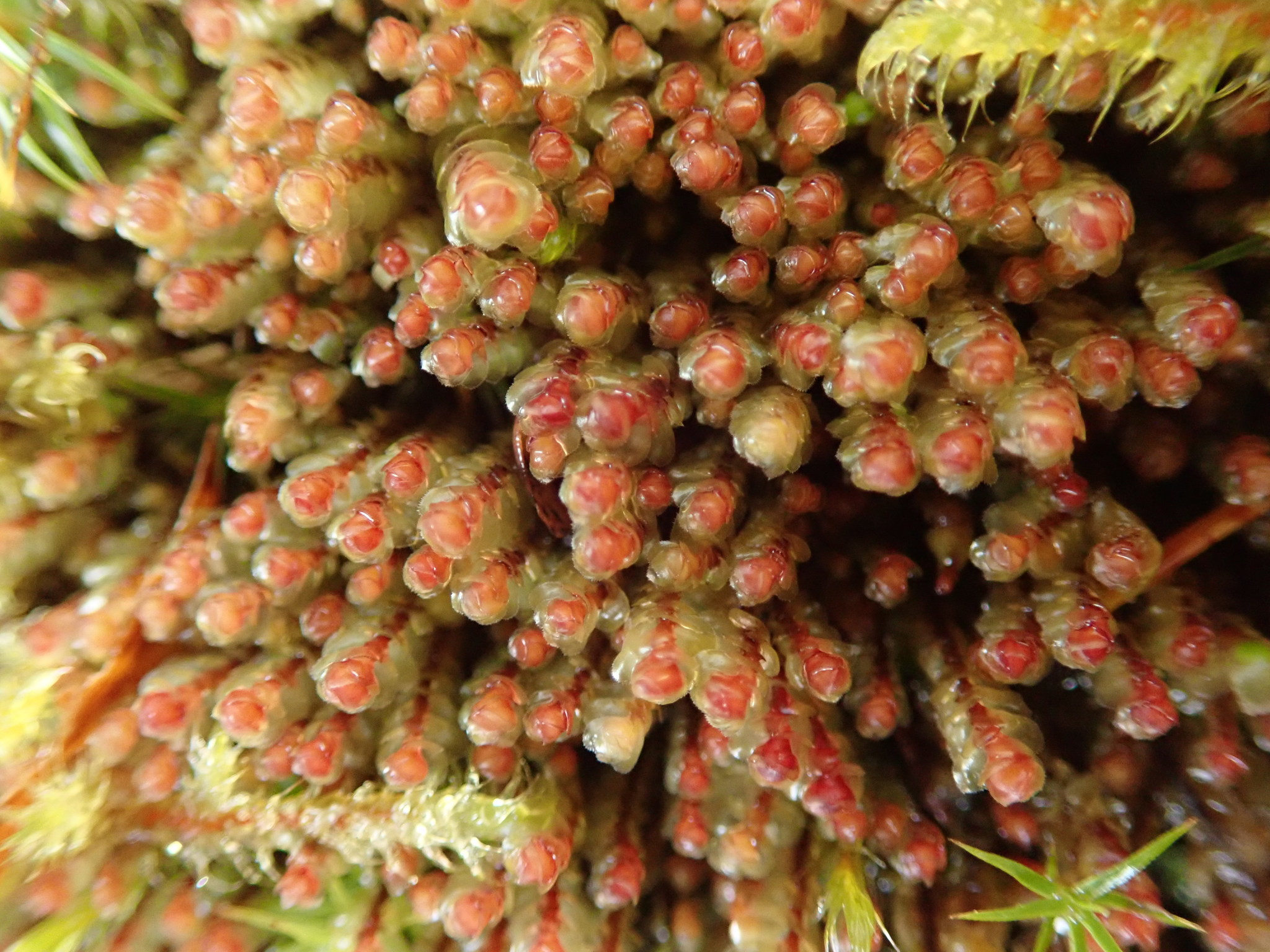 Scapania americana