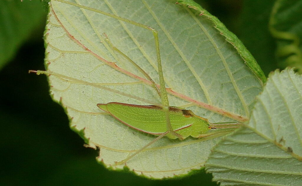 Elimaea nigrosignata