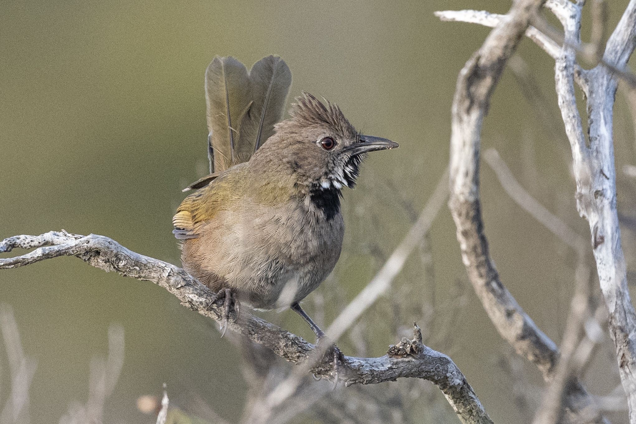 Western Whipbird (Psophodes nigrogularis), photo 10