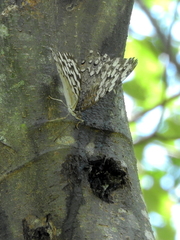 Hamadryas februa
