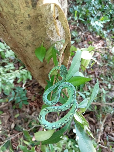Sri Lankan Green Pit Viper