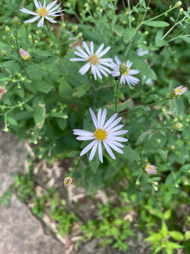 Aster microcephalus iNat (3)