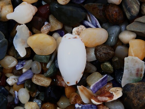 Cypraea punctata observed 2025-09-09