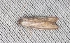 Prionopterina grammatistis